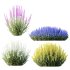 AV Plant Calluna Vulgaris Helena Summer Broom Heather Garden Girls02 - Thumbnail 1