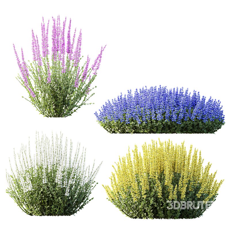 AV Plant Calluna Vulgaris Helena Summer Broom Heather Garden Girls02 Image 1