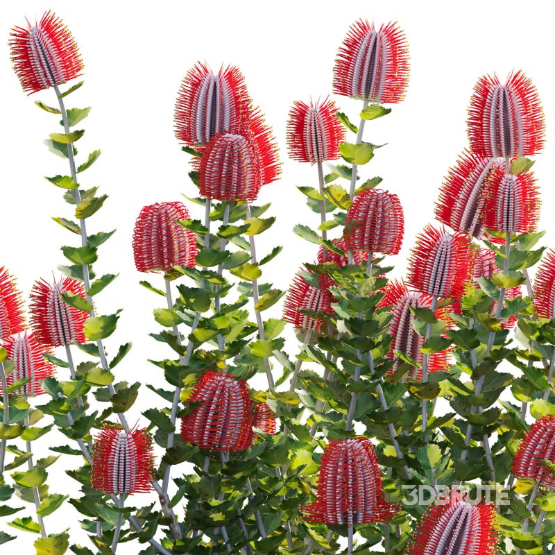 Scarlet Banksia – Banksia coccinea 01 Image 2