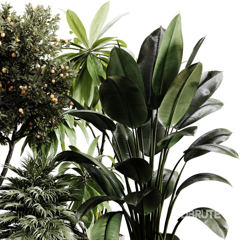indoor plants 118 – plant collections in pot Image 3