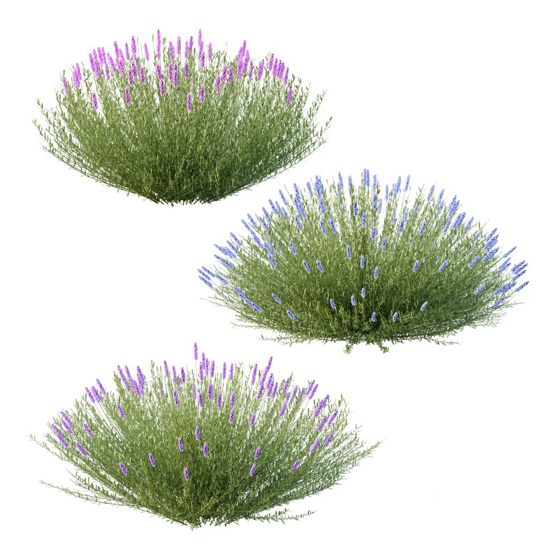 plant bush Flower Lavandula pedunculata 01 Image 4