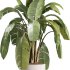 indoor plants – 39 plant in pot_corona - Thumbnail 2