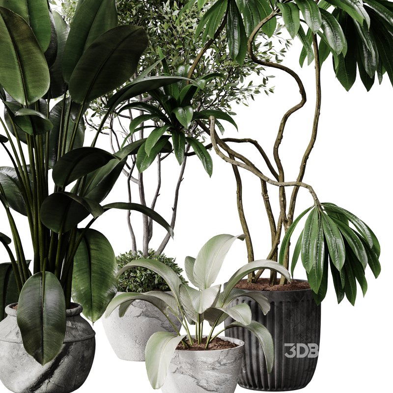 indoor plants 108 – plant collections in pot Image 2
