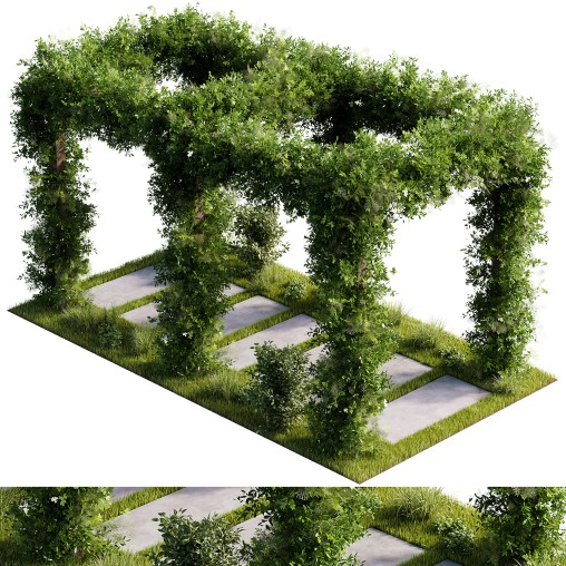 OutDoor plants – 4 Pergola plants set