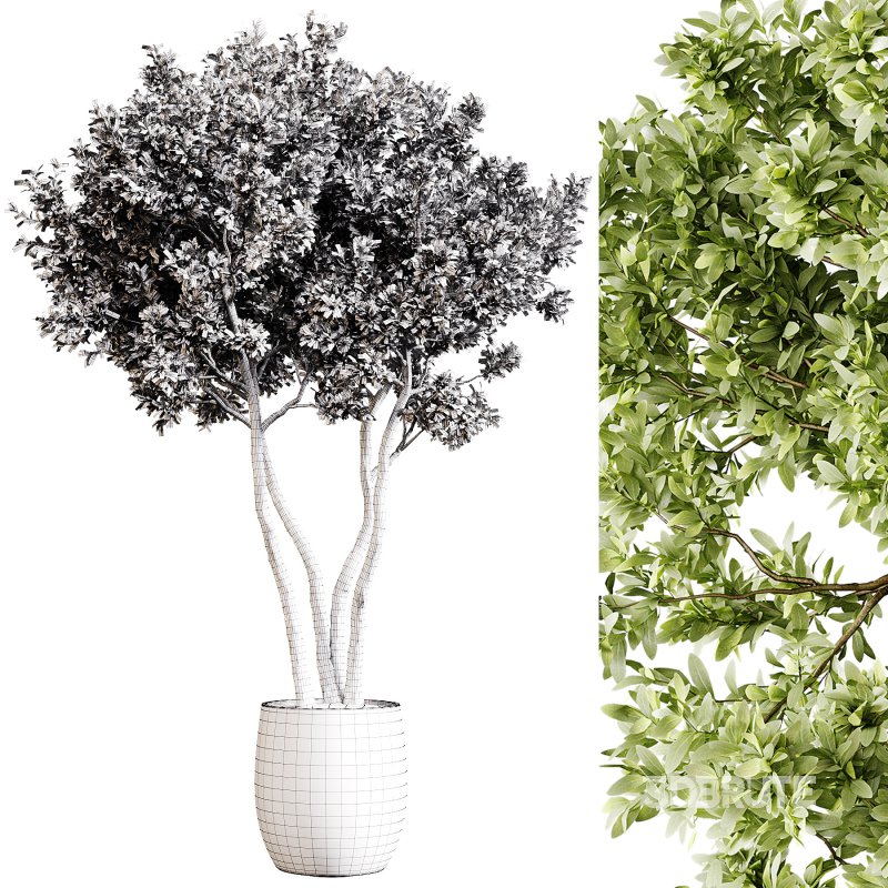 Indoor plants 78 – Plant in pot Image 2