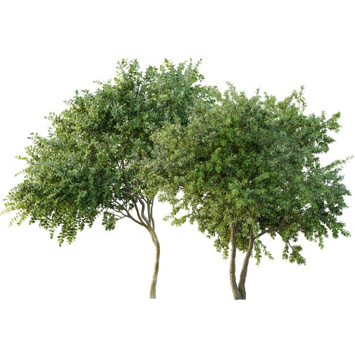 AV Big Joy Perfume Orange Michelia Champaca and Water gum 3 trees