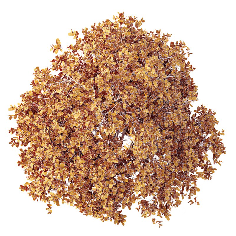 AV Plant Pittosporum Tobira Tenuifolium Shrub Buxus Semperviren Japanese Cheesewood02 Image 3