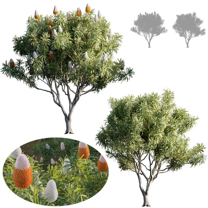 Banksia prionotes – Acorn banksia 01 Image 1