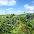 meadow (spring) - Thumbnail 3