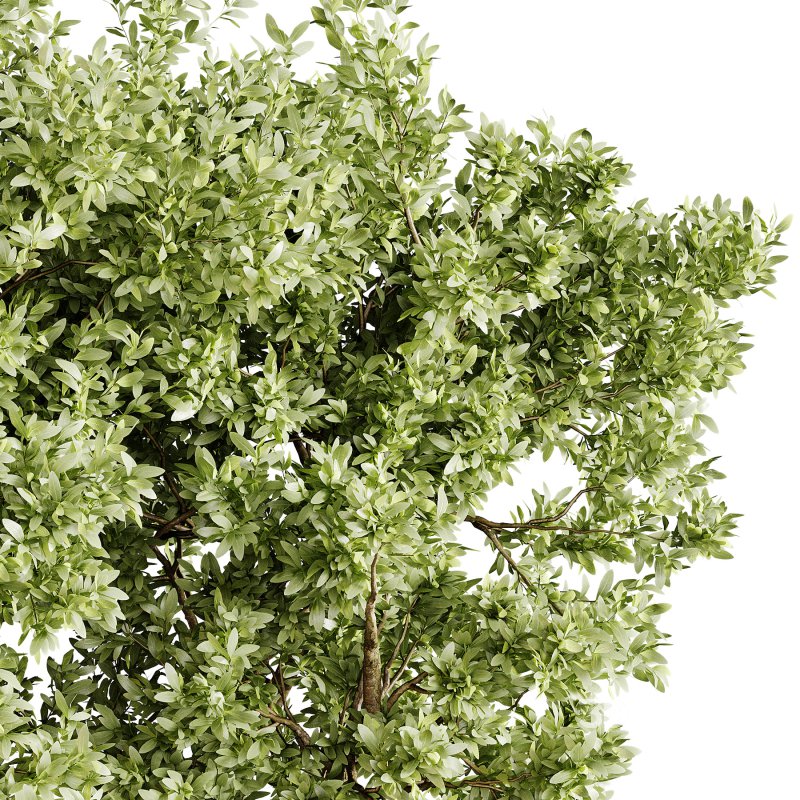 Indoor plants 78 – Plant in pot Image 1