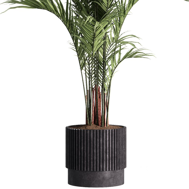 indoor plants – 30 plant in pot Image 4