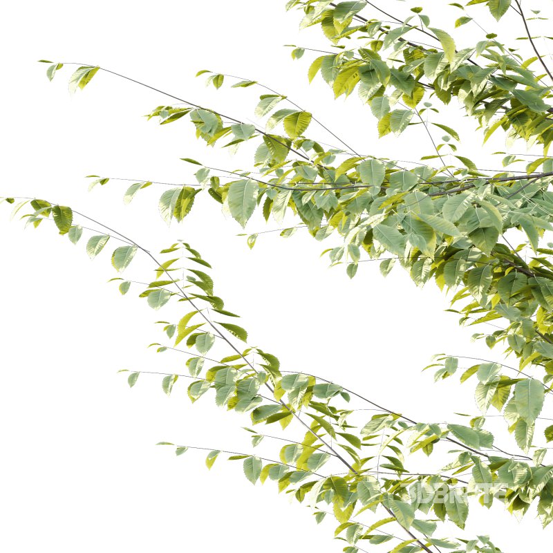 Fagus Grandifolia Tree 07 Image 3