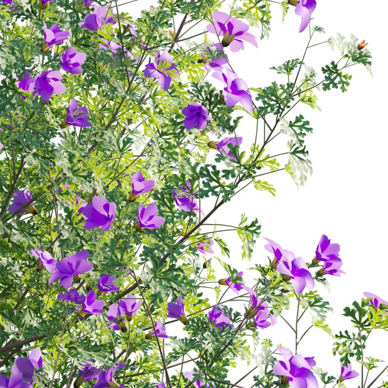 Alyogyne huegelii – Blue Hibiscus 01 Image 4