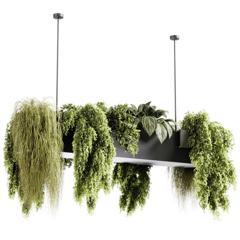 indoor plants 103- Hanging indoor plant Image 1