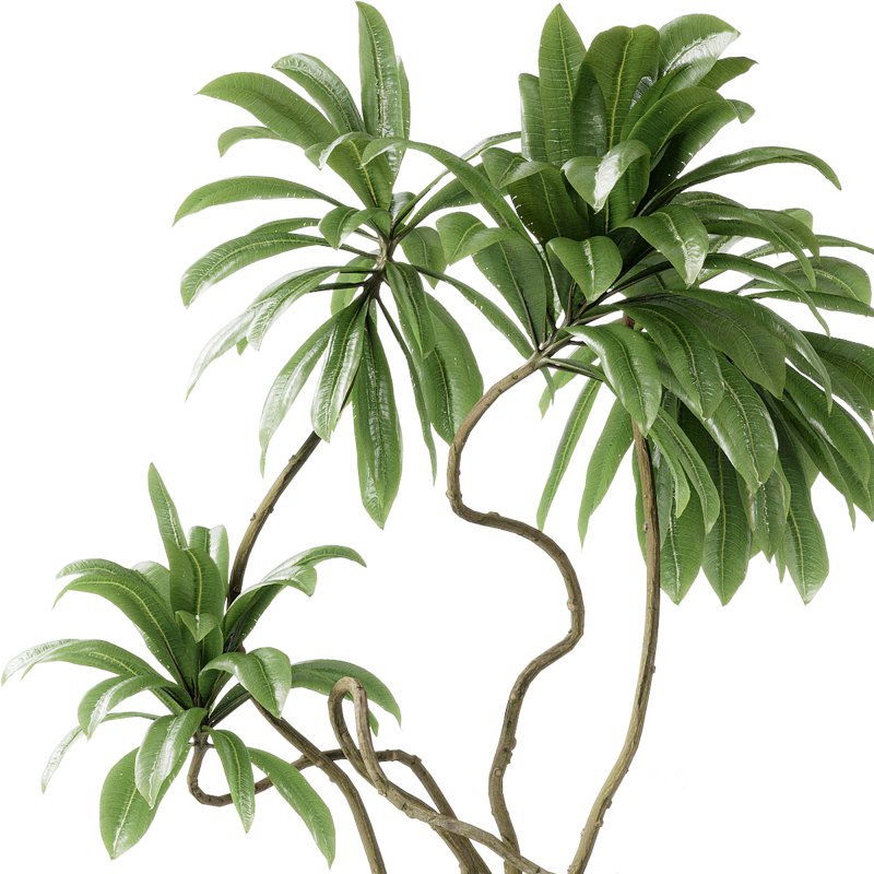 Indoor plants 115 – Plant in pot Image 4