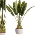 indoor plants – 40 plant in pot_corona - Thumbnail 6