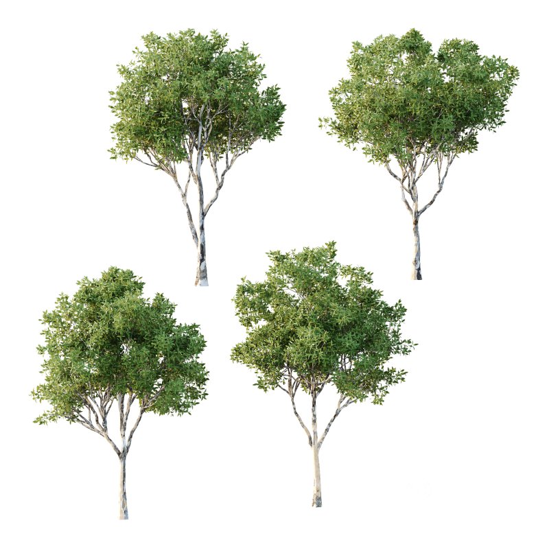 Sydney Blue Gum Tree 03 Image 1