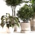 Indoor Plant Set 0153 - Thumbnail 4