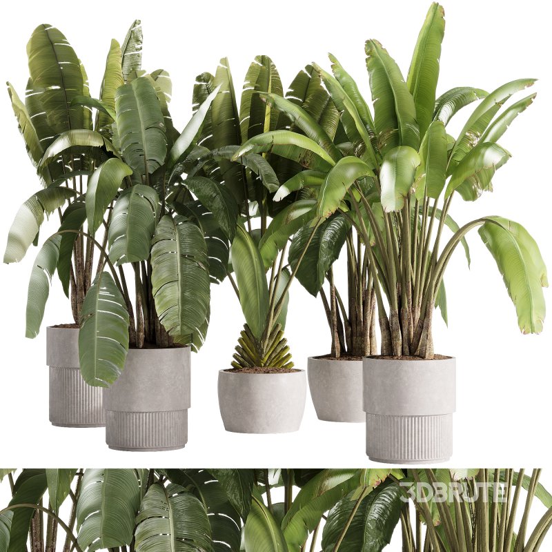 indoor plants – 36 plant collections in pot_corona Image 4
