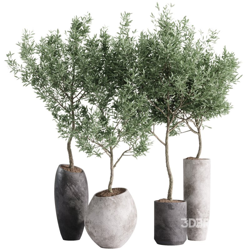 indoor plants – 55 plant in pot Image 4