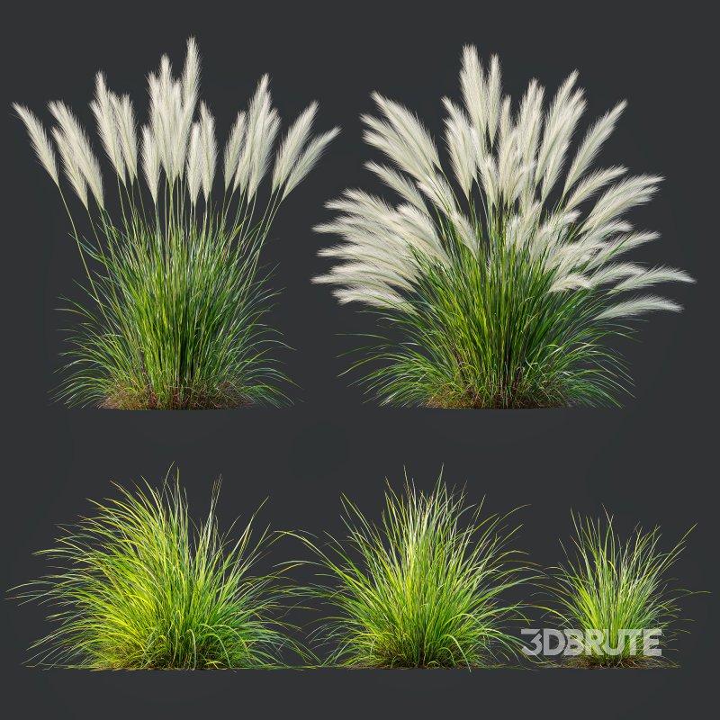 ntal grasses—**Nassella tenuissima**, also known as Mexican Feather Grass, and **Carex elata ‘Aurea’**, a golden sedge celebrated for its radiant chartreuse foliage. Image 8