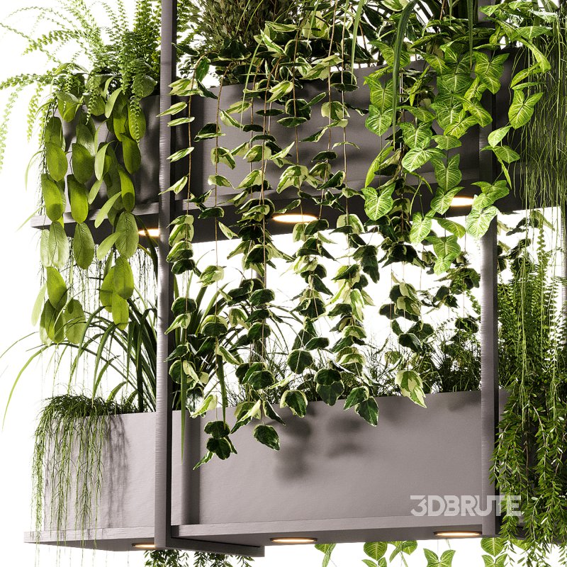 Indoor Plants – 23 Hanging plants Image 14