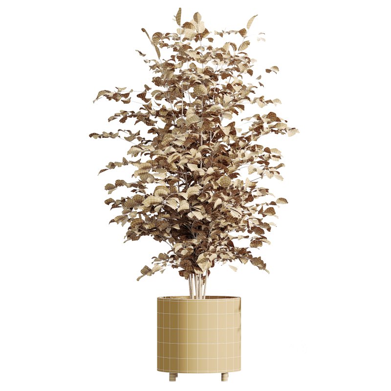 AV Indoor Plants Set 247 Ficus Indian and Hazel Erle and Yucca Elephantipes and Fan Palm Image 6