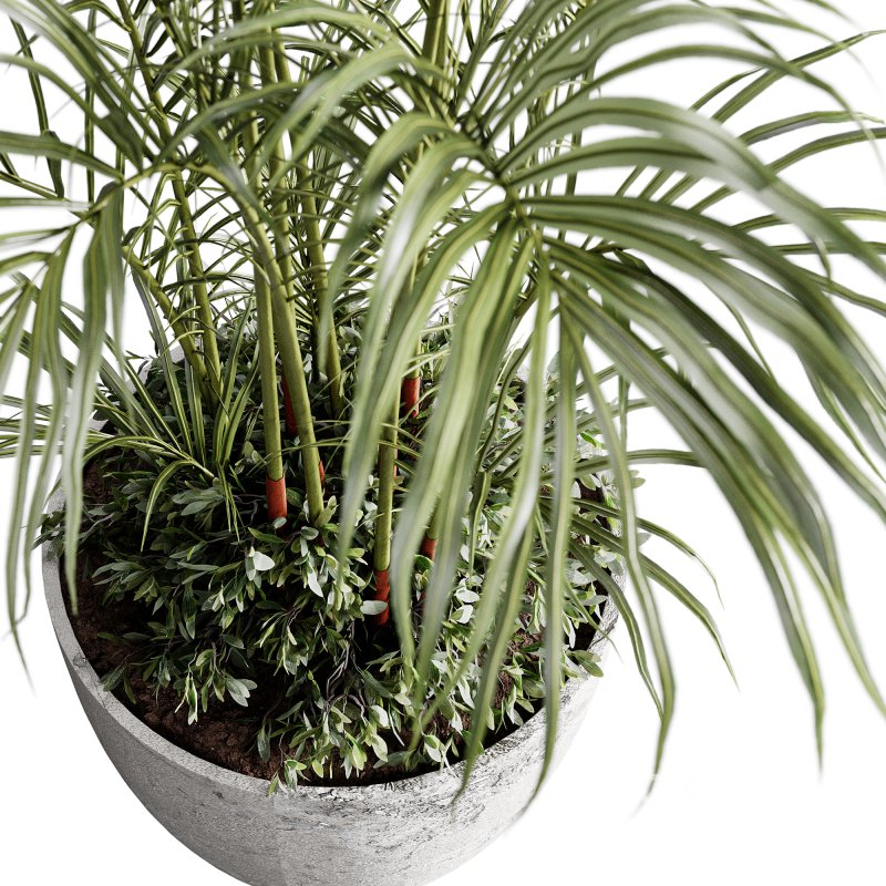 indoor plants 125 – plant in pot Image 3