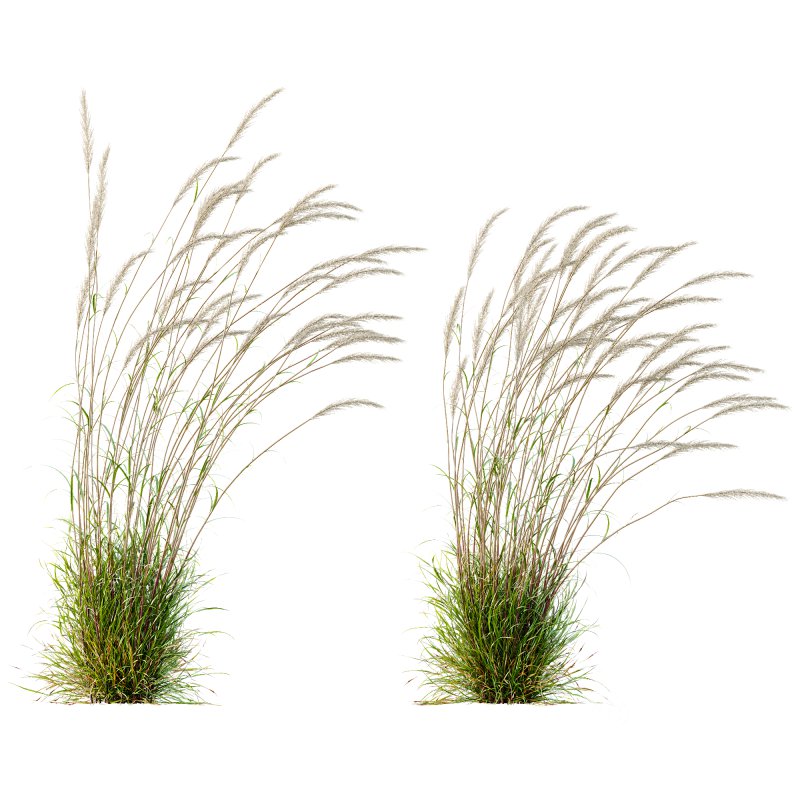 ntal grass set combines two iconic and highly architectural species known for their graceful movement and seasonal texture. Image 1