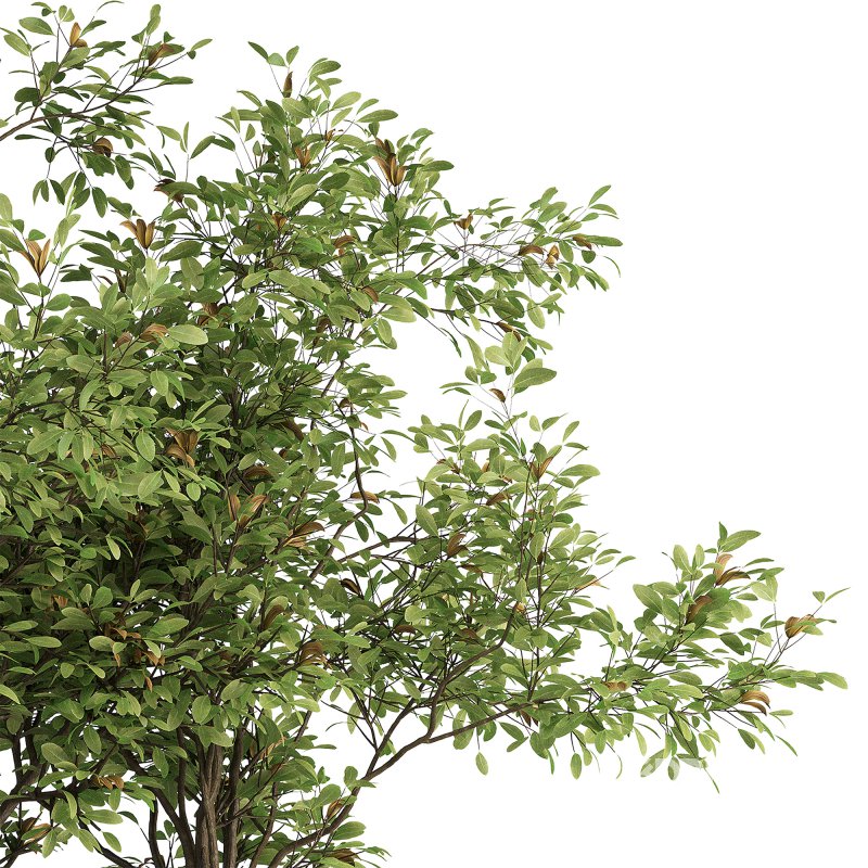 Indoor plant set 03 Image 3