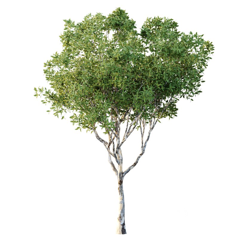 Sydney Blue Gum Tree 03 Image 2