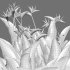 Strelitzia reginae – Bird of Paradise 03 - Thumbnail 6