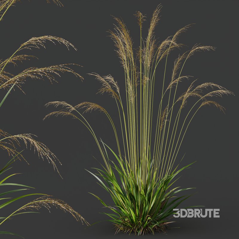 AV Molinia Caerulea Heidebraut Kleines Pfeifengras grasses Image 6