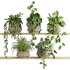 plants set on shelf - Thumbnail 1