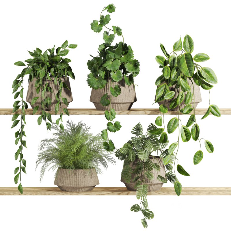 plants set on shelf Image 1