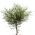 AV Indoor Plants Set 265 Olive Elegant Mission and Areca Palm and Fruit Orange Calamondin Tree - Thumbnail 4