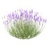 plant bush Flower Lavandula pedunculata 04 - Thumbnail 5