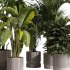 Indoor Plants collection – 72 Plants in pot - Thumbnail 4