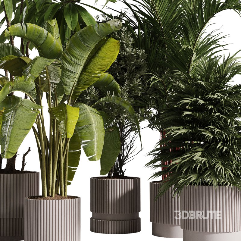 Indoor Plants collection – 72 Plants in pot Image 4