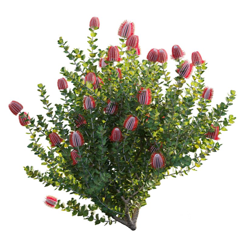 Scarlet Banksia – Banksia coccinea 02 Image 2