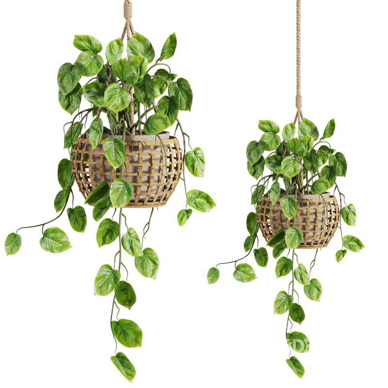 hanging plants set Image 2