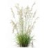ntal grasses—**Celtica gigantea** (Golden Oats Grass) and **Nassella tenuissima** (Mexican Feather Grass)—curated for naturalistic, windswept landscapes and high-end 3D visualizations. - Thumbnail 4