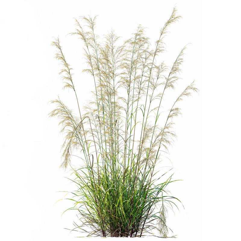 ntal grasses—**Celtica gigantea** (Golden Oats Grass) and **Nassella tenuissima** (Mexican Feather Grass)—curated for naturalistic, windswept landscapes and high-end 3D visualizations. Image 4
