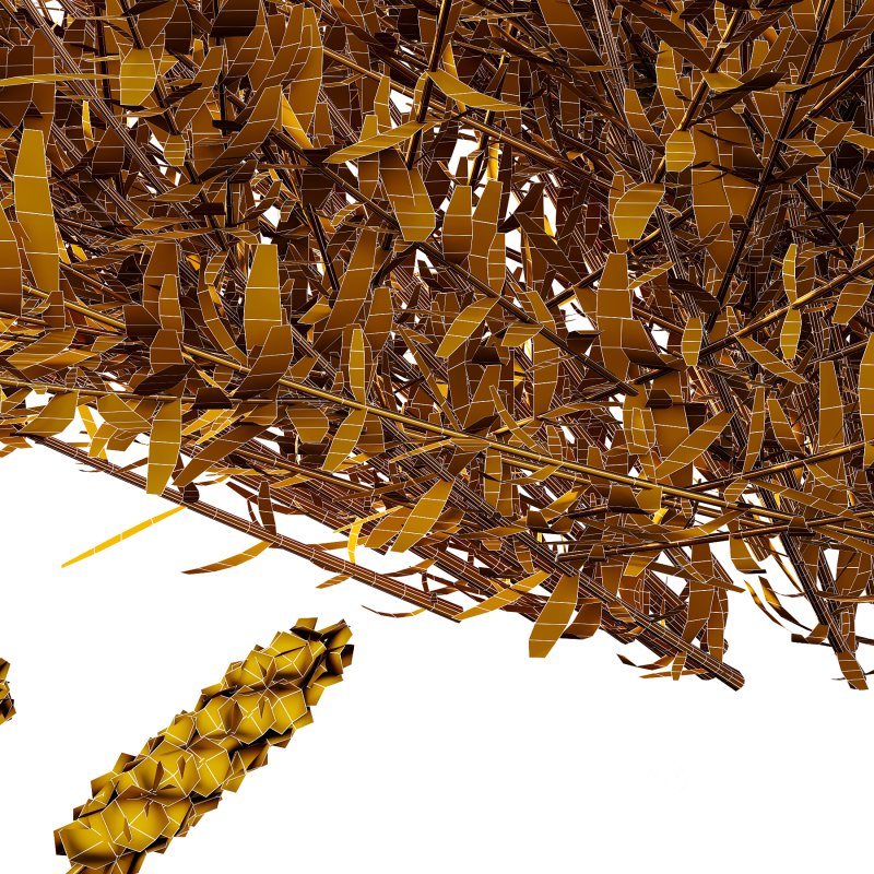 plant bush Flower Lavandula pedunculata 02 Image 7