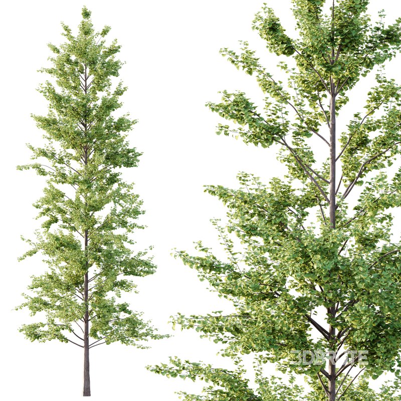 Maidenhair Ginkgo Biloba Tree 10 Image 5