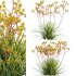 Anigozanthos flavidus – Kangaroo Paw 01 - Thumbnail 1