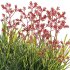 Anigozanthos flavidus – Kangaroo Paw 03 - Thumbnail 5