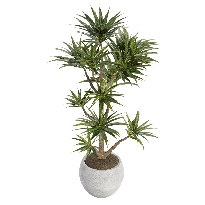 Indoor plant 06-Yocca Plant Image 2