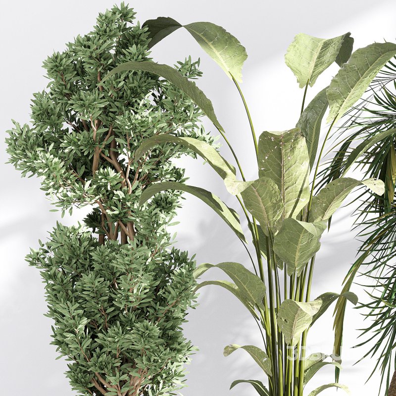 Indoor collection plants set 03 Image 3