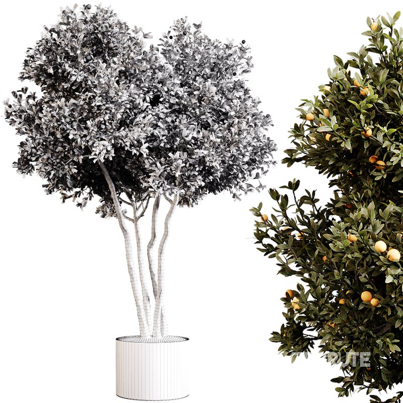 Indoor plants 80 – Plant in pot Image 4